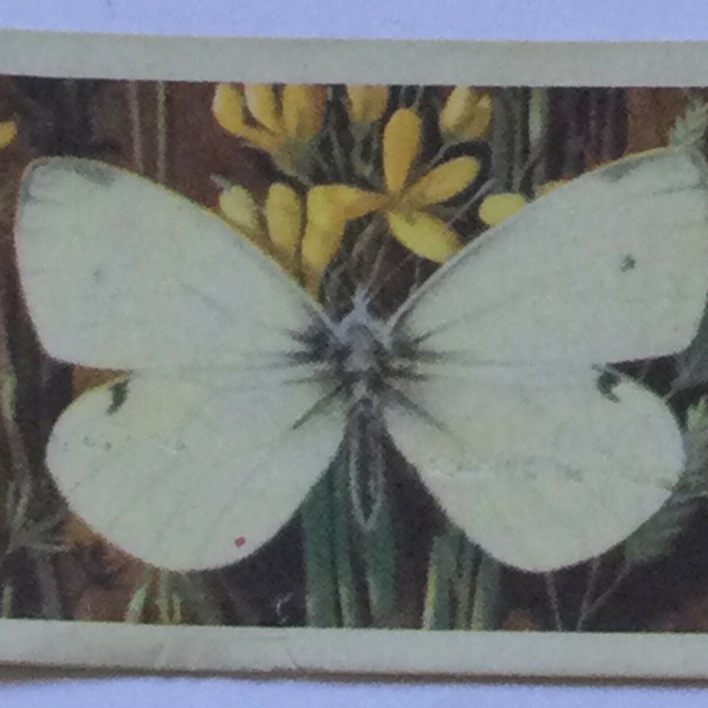 BRITISH BUTTERFLIES Brooke Bond Tea Cards - sold individually - take your pick
