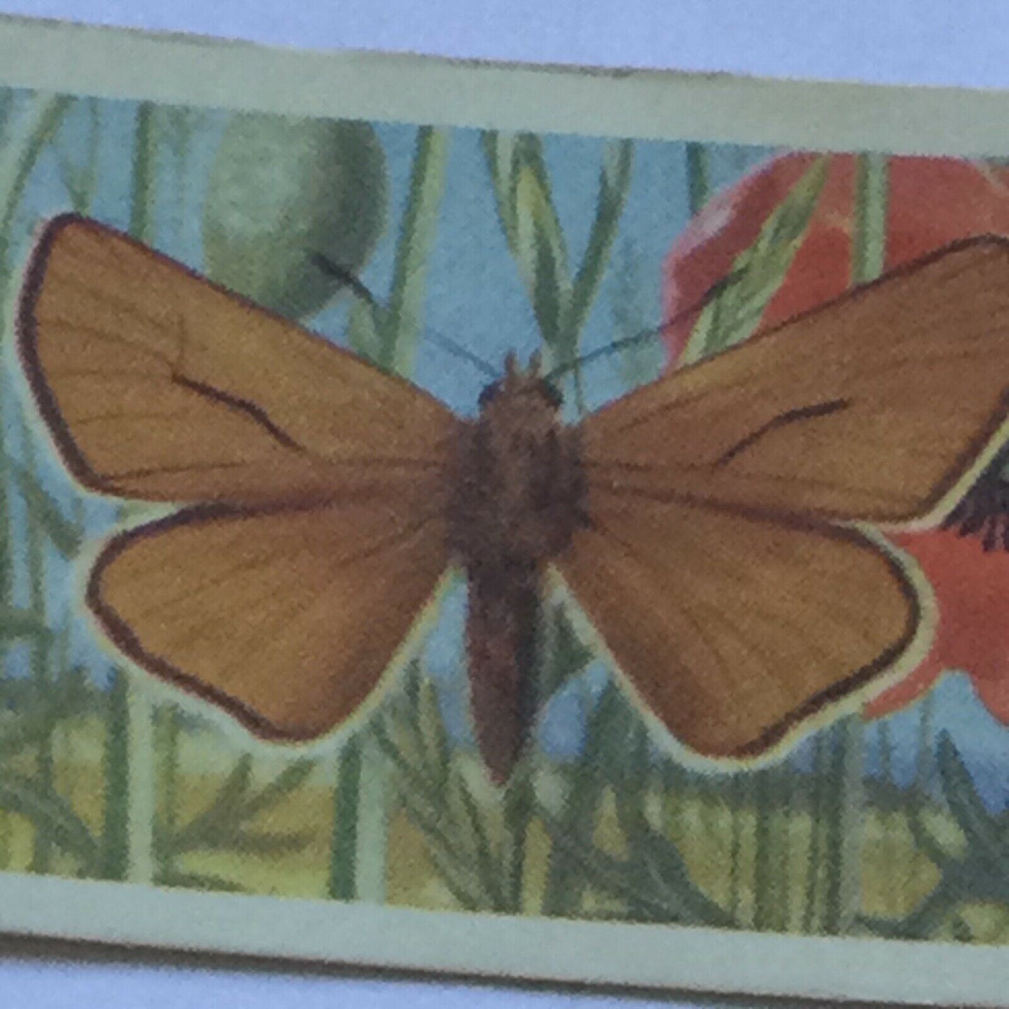BRITISH BUTTERFLIES Brooke Bond Tea Cards - sold individually - take your pick