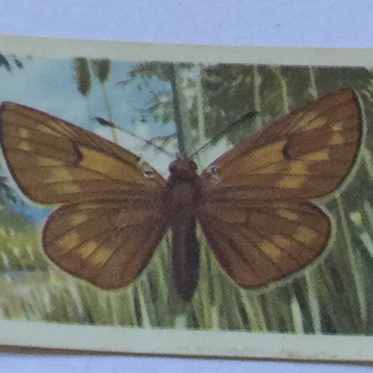 BRITISH BUTTERFLIES Brooke Bond Tea Cards - sold individually - take your pick