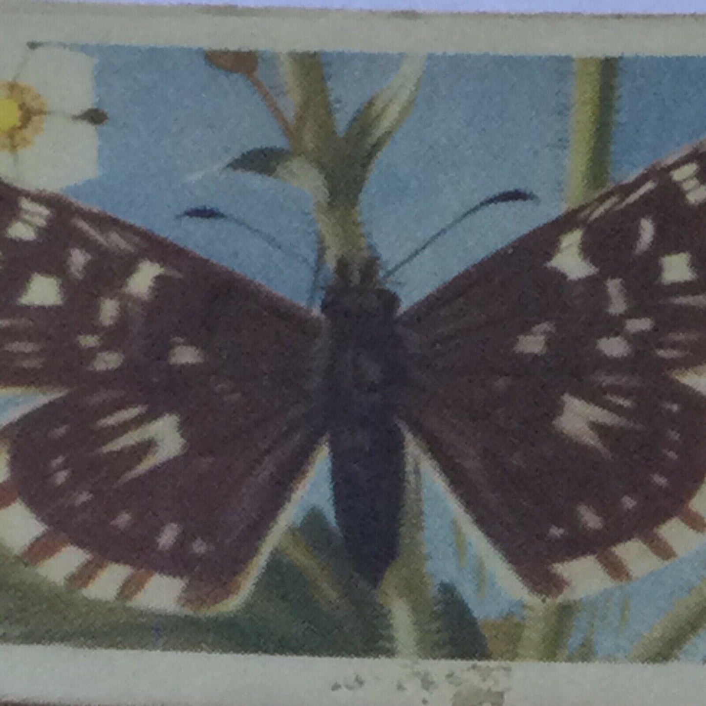 BRITISH BUTTERFLIES Brooke Bond Tea Cards - sold individually - take your pick