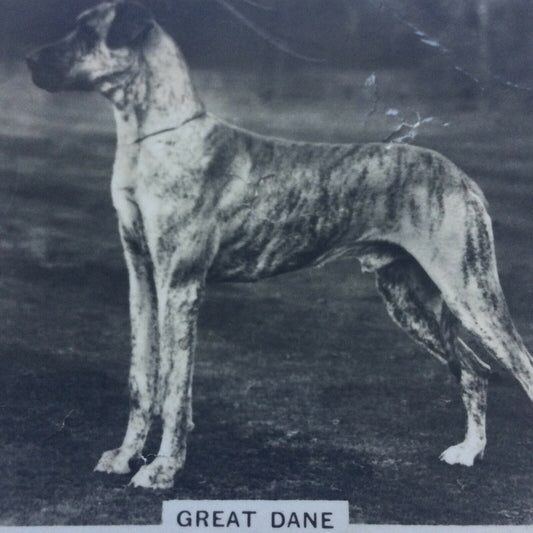 GREAT DANE VINTAGE PHOTO CIGARETTE CARD SENIOR SERVICE DOGS #9 Creased