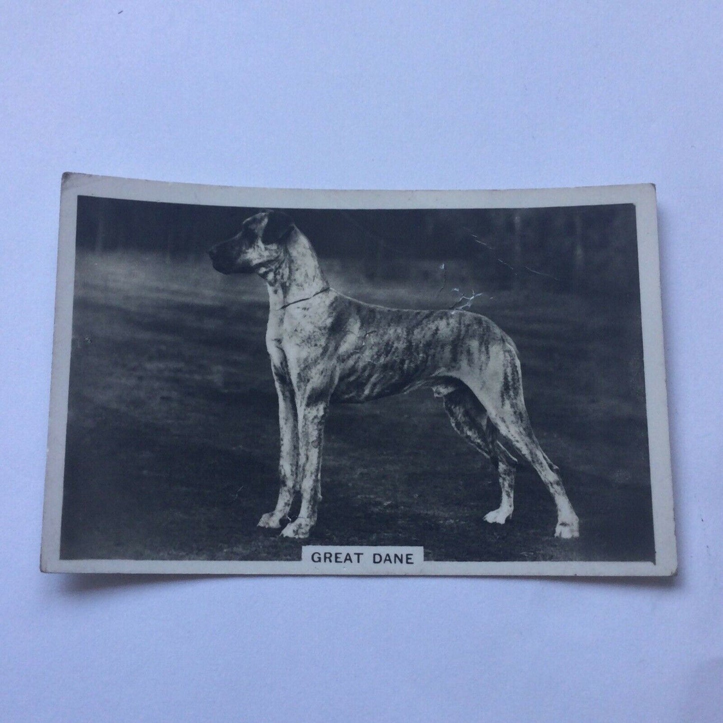 GREAT DANE VINTAGE PHOTO CIGARETTE CARD SENIOR SERVICE DOGS #9 Creased