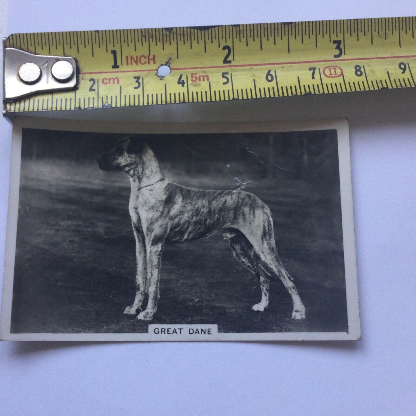 GREAT DANE VINTAGE PHOTO CIGARETTE CARD SENIOR SERVICE DOGS #9 Creased