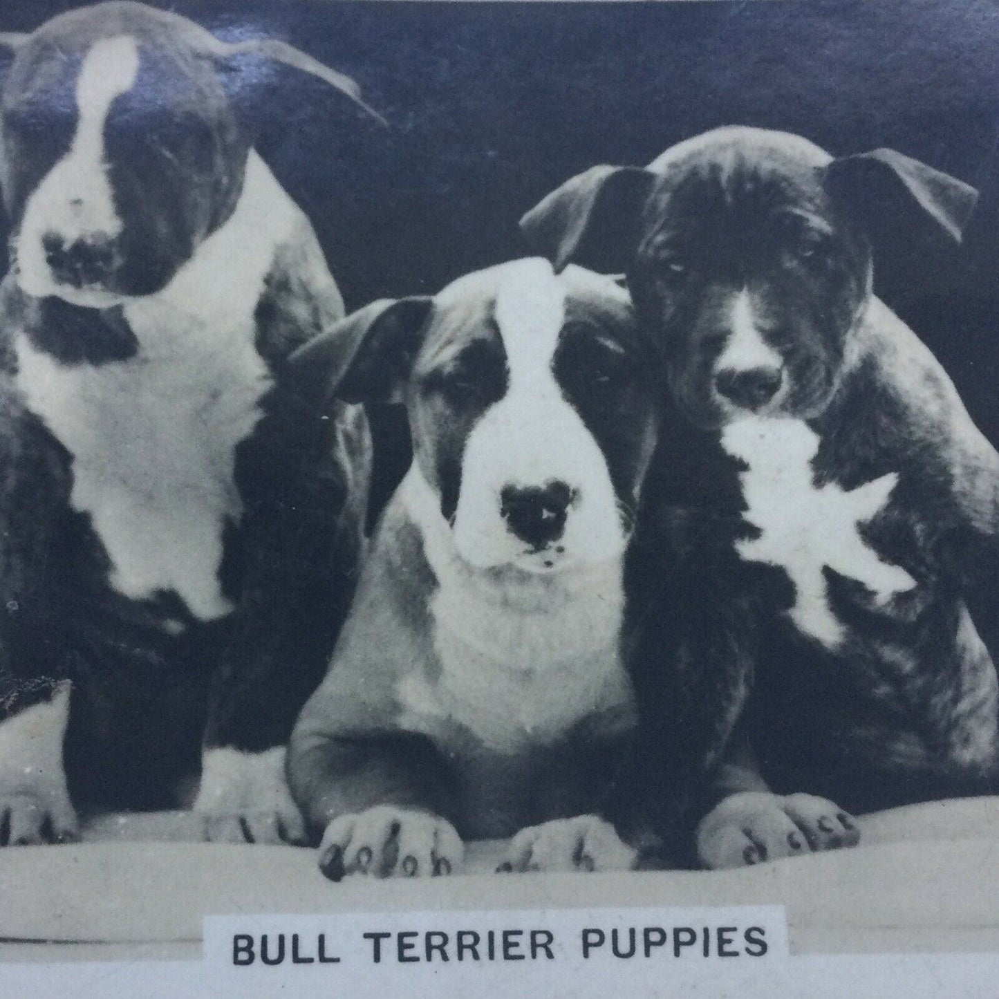 Senior Service Cigarette Card 'Dogs' - No. 2 - Bull Terrier Puppies - 1930s - Vintage photo with info