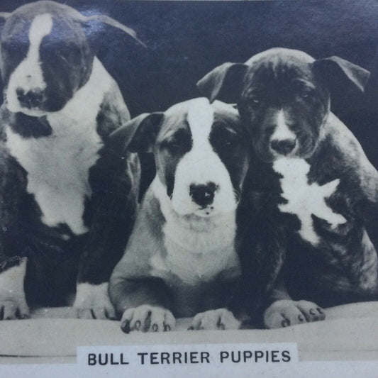 Senior Service Cigarette Card 'Dogs' - No. 2 - Bull Terrier Puppies - 1930s - Vintage photo with info