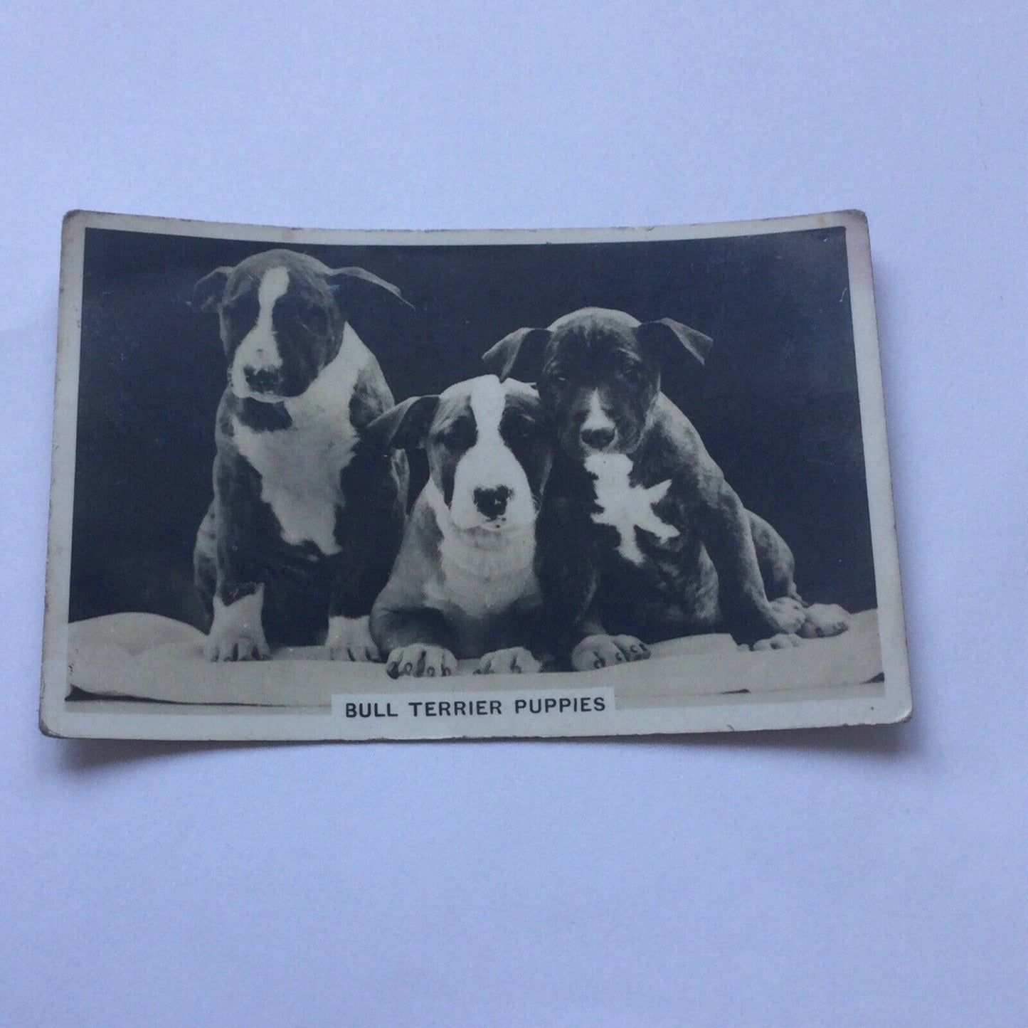 Senior Service Cigarette Card 'Dogs' - No. 2 - Bull Terrier Puppies - 1930s - Vintage photo with info