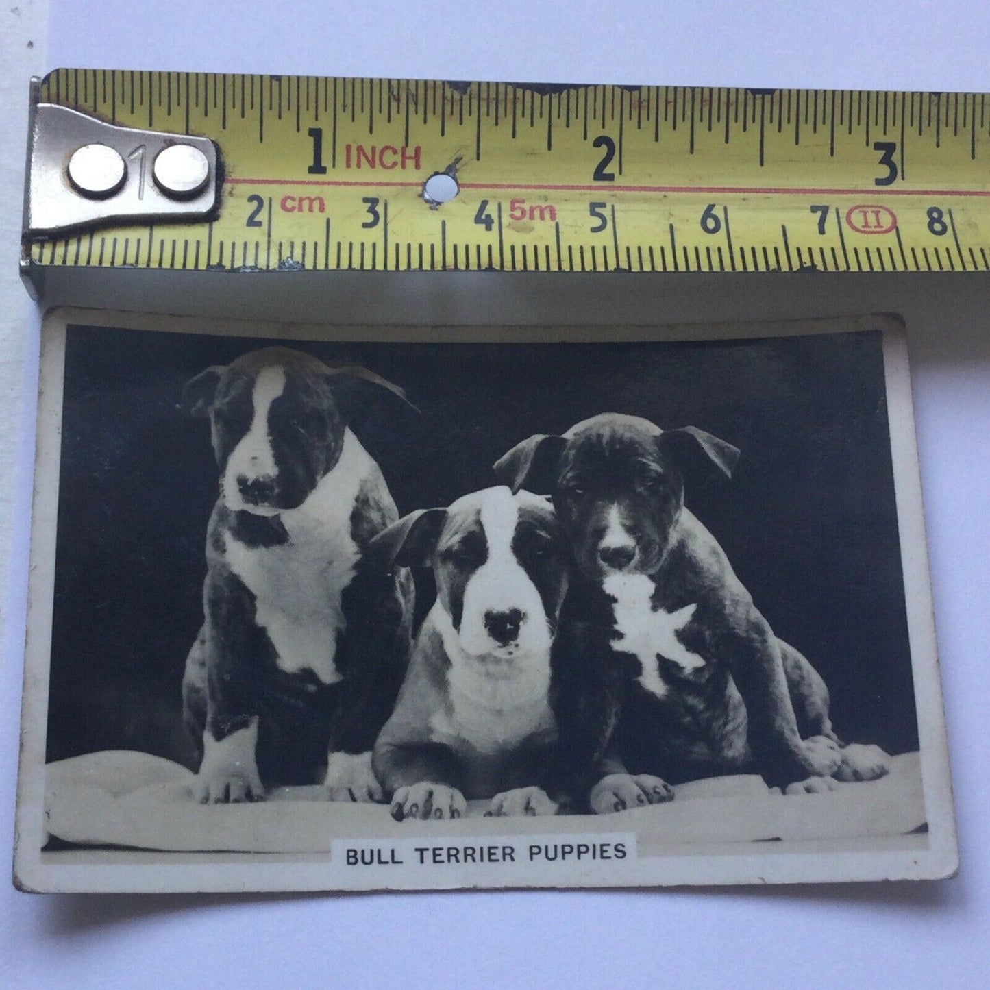 Senior Service Cigarette Card 'Dogs' - No. 2 - Bull Terrier Puppies - 1930s - Vintage photo with info