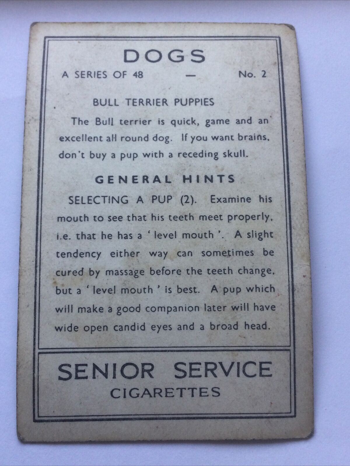Senior Service Cigarette Card 'Dogs' - No. 2 - Bull Terrier Puppies - 1930s - Vintage photo with info