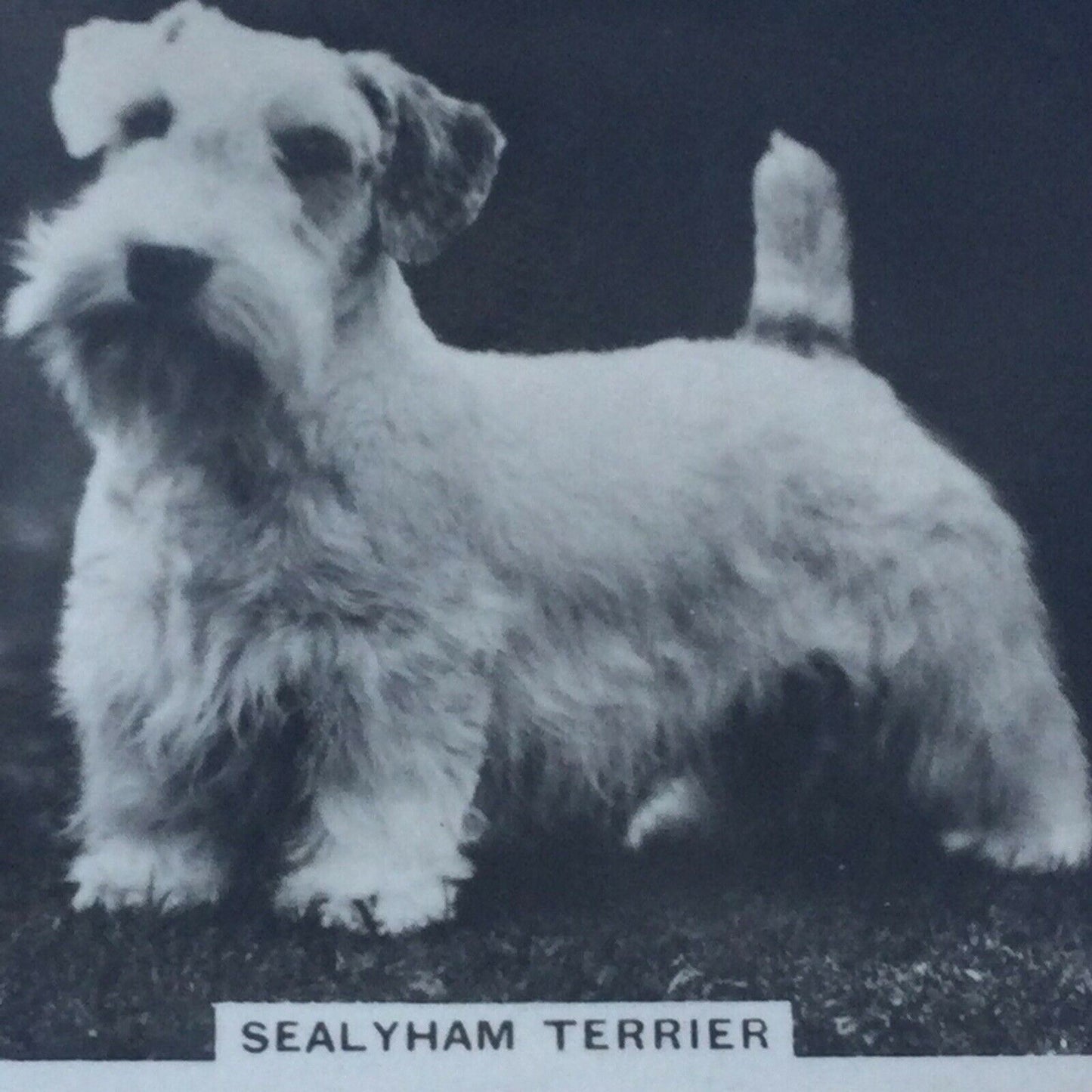 Senior Service Cigarette Card - 'Dogs' - No. 5 - Sealyham Terrier - cute photo - 1930s - small terrier