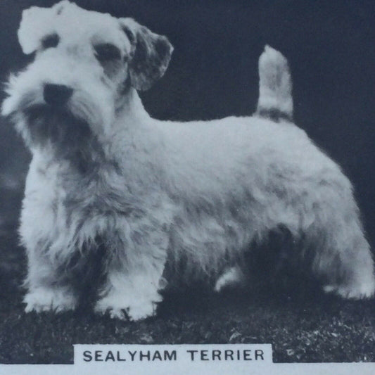 Senior Service Cigarette Card - 'Dogs' - No. 5 - Sealyham Terrier - cute photo - 1930s - small terrier
