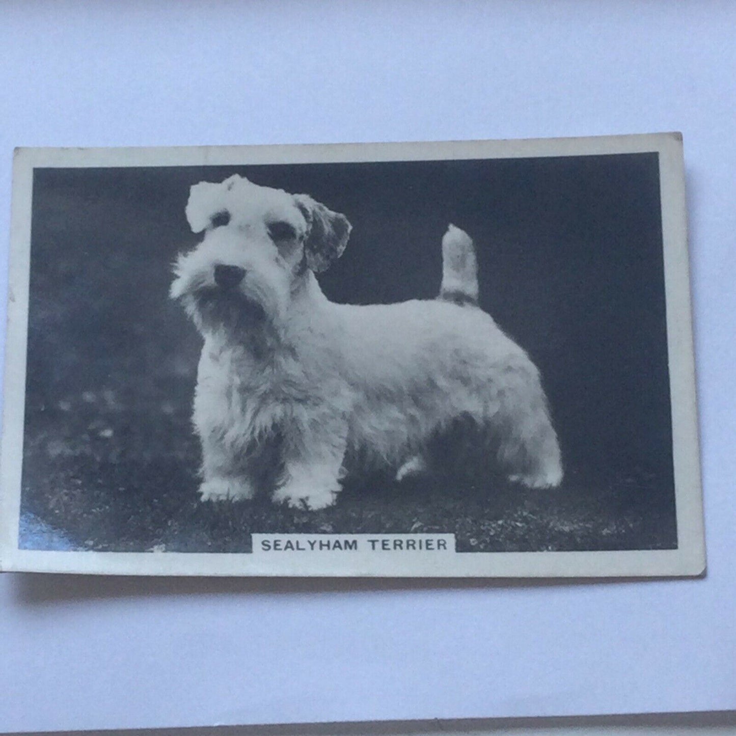 Senior Service Cigarette Card - 'Dogs' - No. 5 - Sealyham Terrier - cute photo - 1930s - small terrier