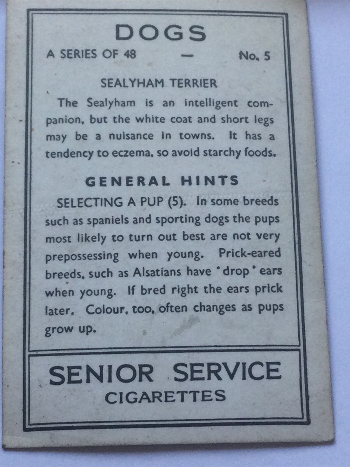 Senior Service Cigarette Card - 'Dogs' - No. 5 - Sealyham Terrier - cute photo - 1930s - small terrier