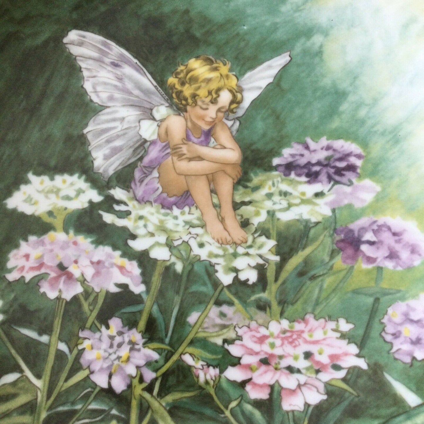 VILLEROY & BOCH HEINRICH FLOWER FAIRY plate Cicely Mary Barker CANDYTUFT 388B