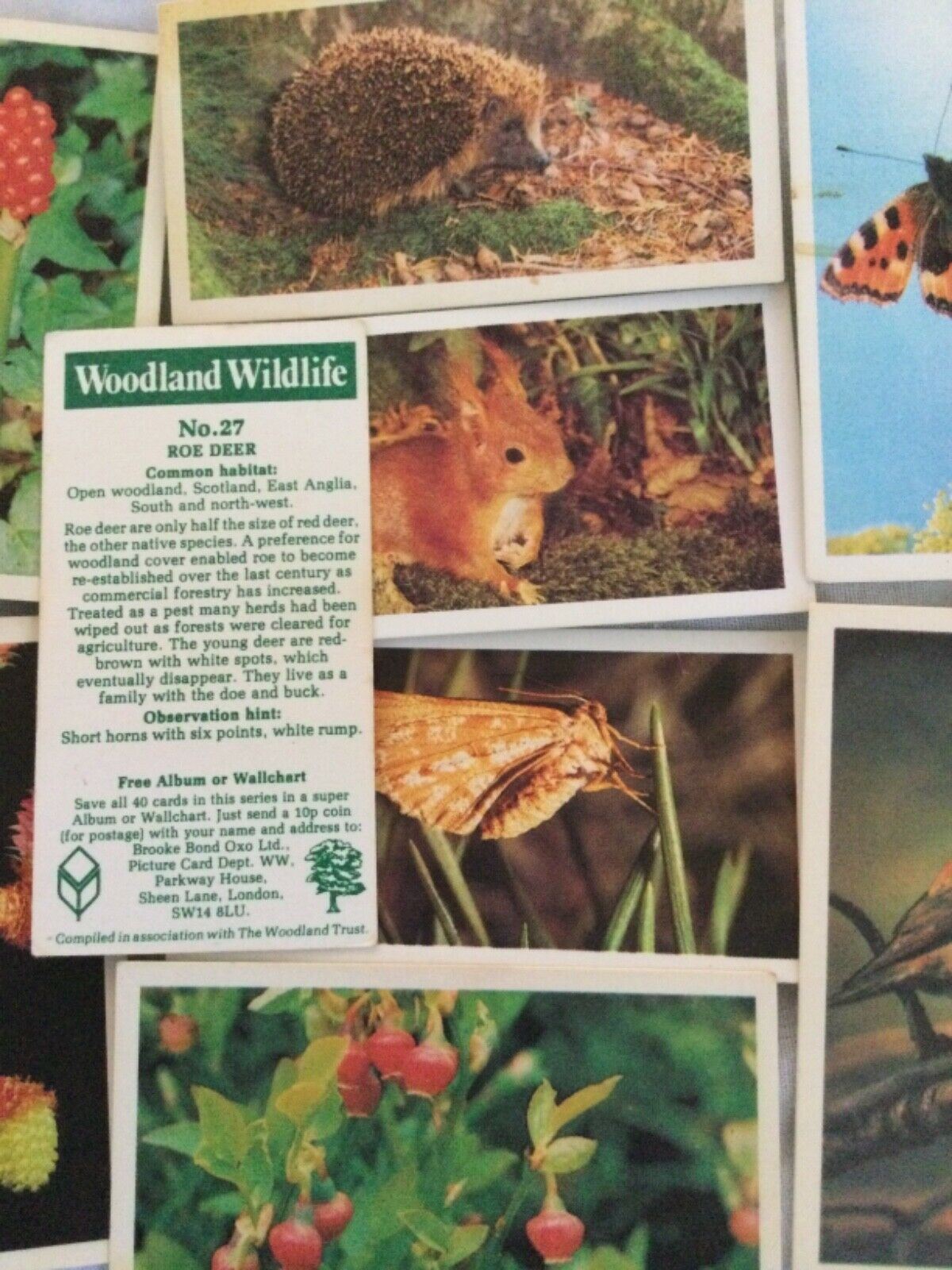 WOODLAND WILDLIFE Brooke Bond Tea Cards - Sold individually take your pick