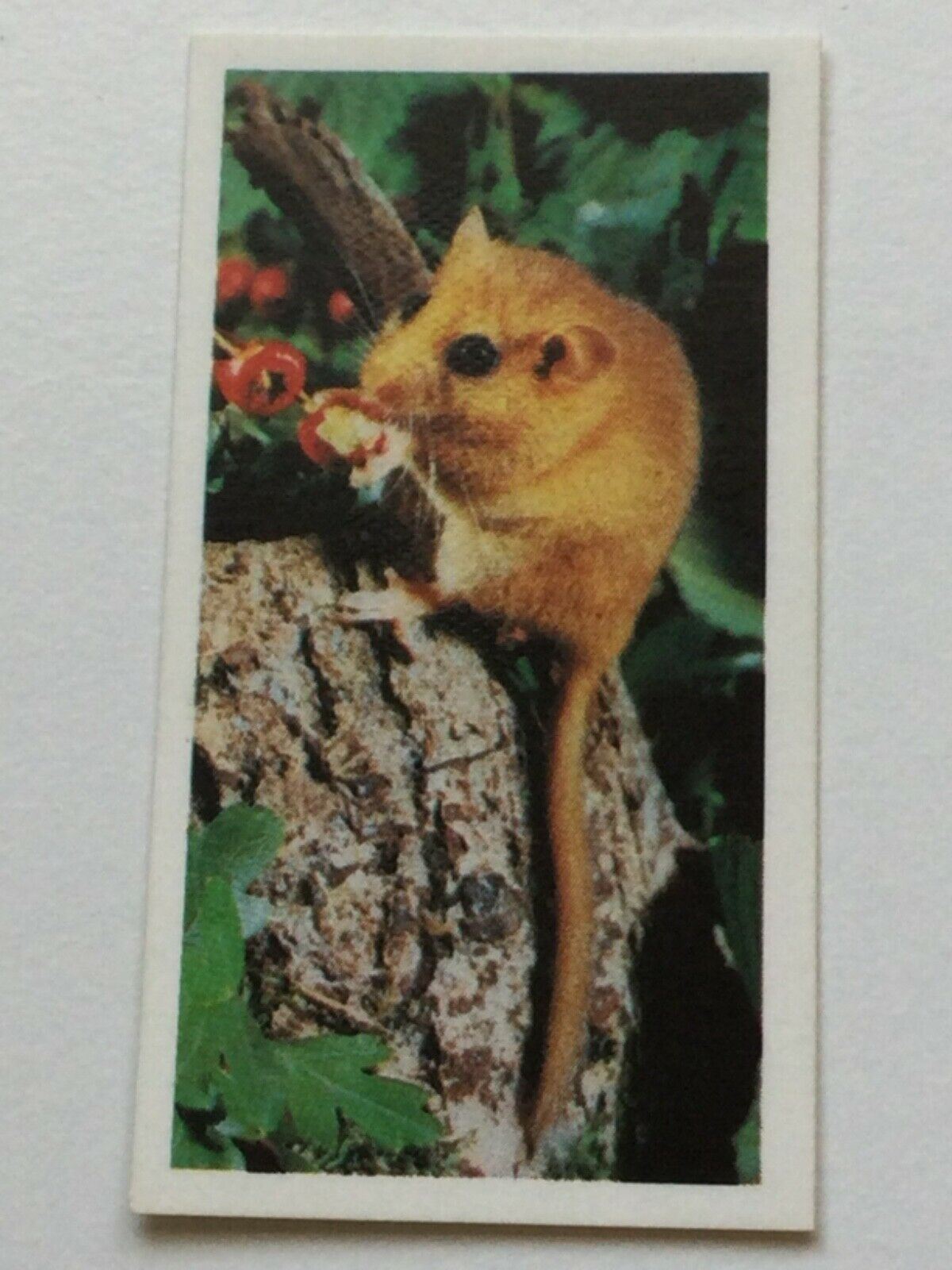 WOODLAND WILDLIFE Brooke Bond Tea Cards - Sold individually take your pick