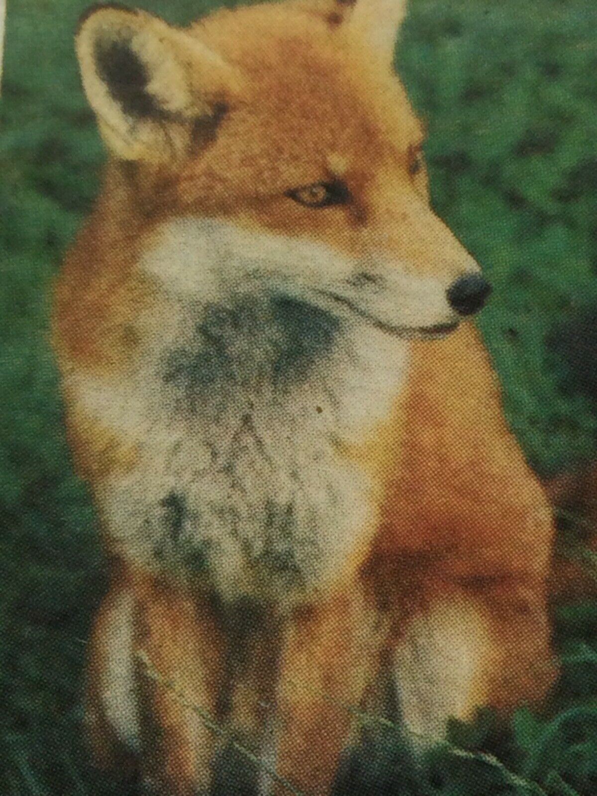WOODLAND WILDLIFE Brooke Bond Tea Cards - Sold individually take your pick
