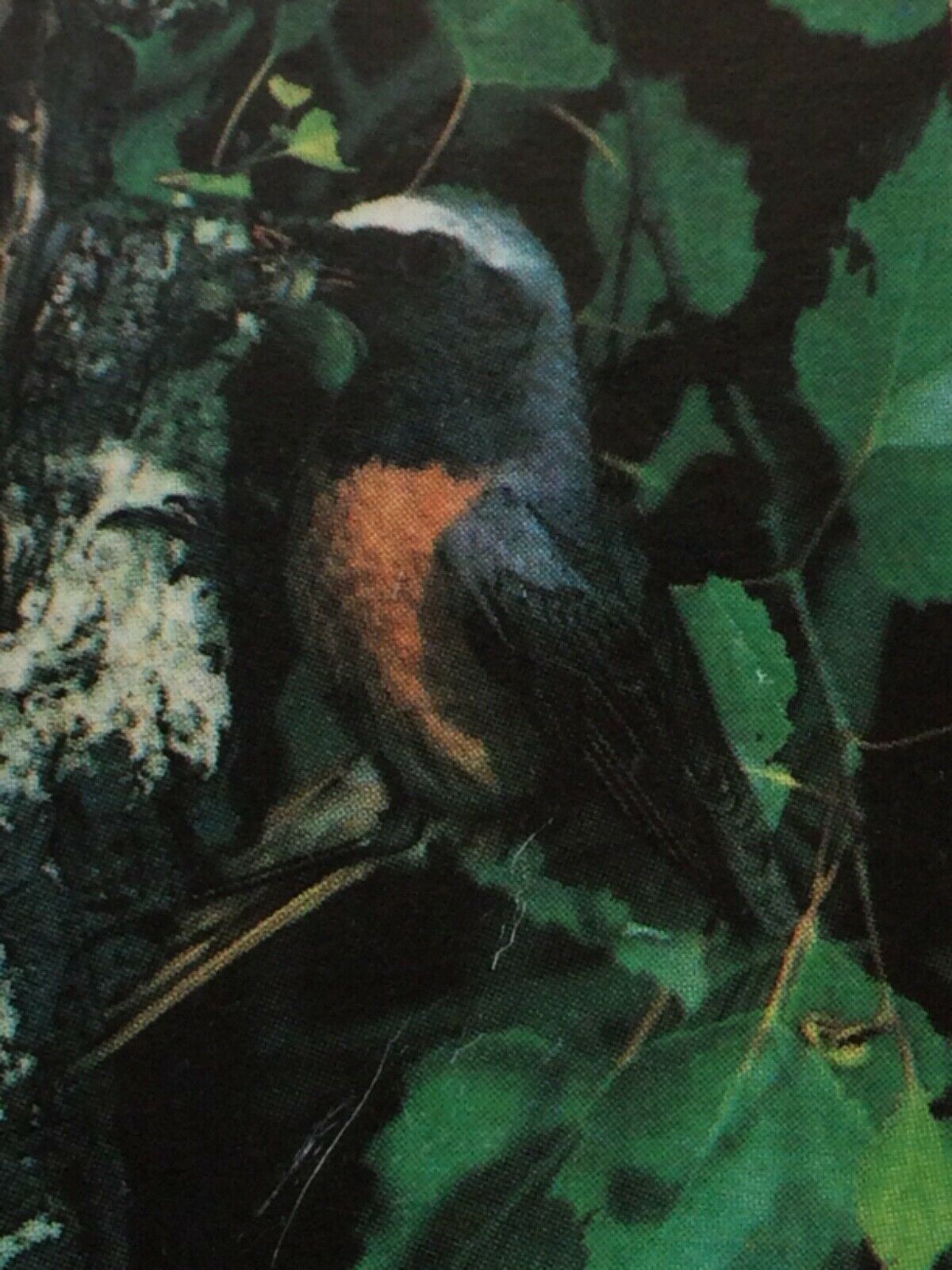 WOODLAND WILDLIFE Brooke Bond Tea Cards - Sold individually take your pick