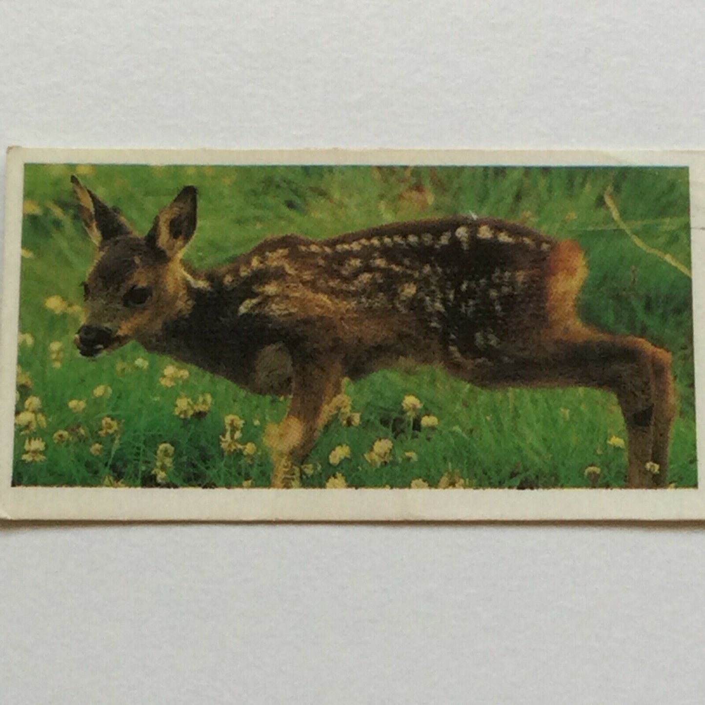 WOODLAND WILDLIFE Brooke Bond Tea Cards - Sold individually take your pick