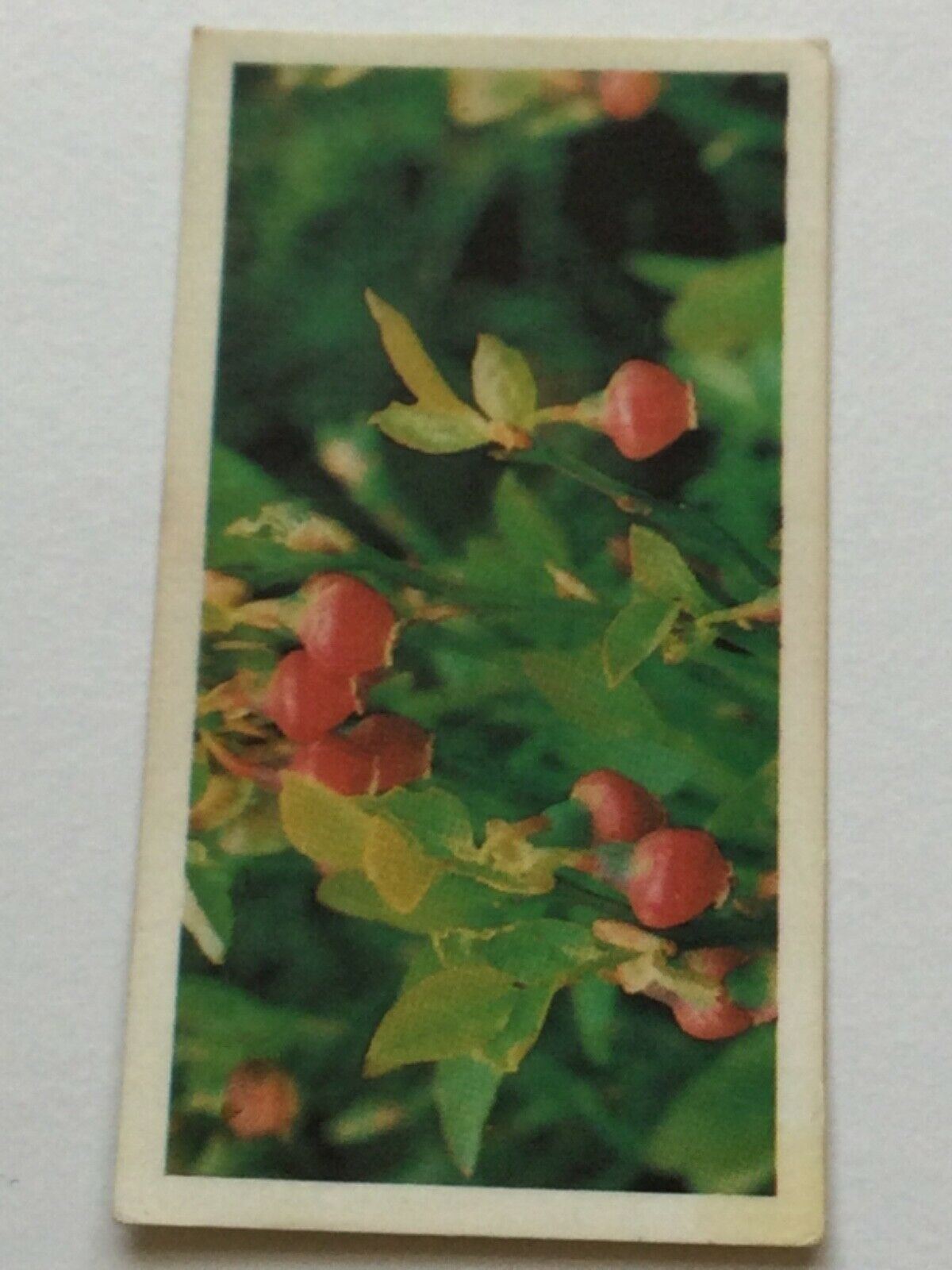 WOODLAND WILDLIFE Brooke Bond Tea Cards - Sold individually take your pick