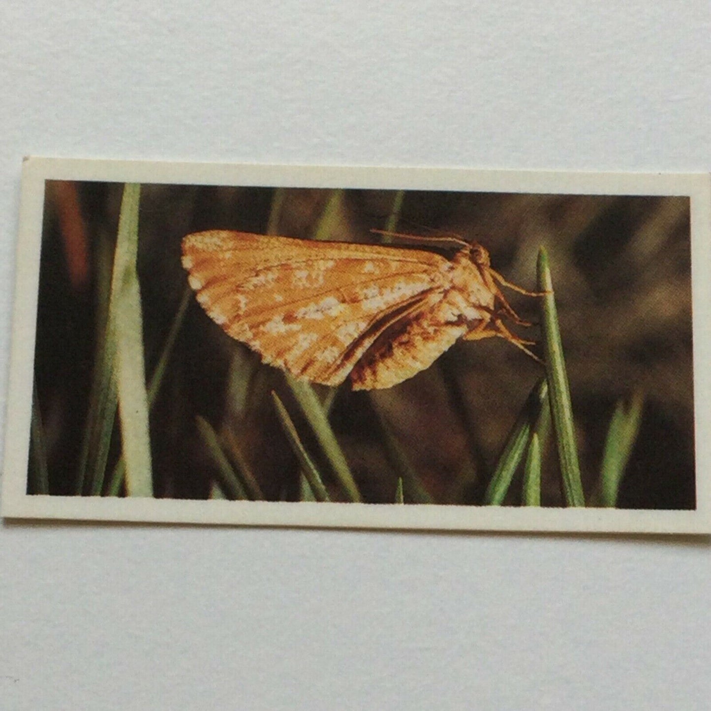 WOODLAND WILDLIFE Brooke Bond Tea Cards - Sold individually take your pick