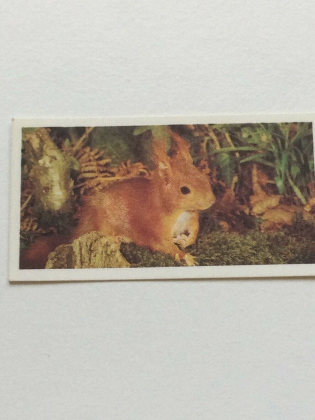 WOODLAND WILDLIFE Brooke Bond Tea Cards - Sold individually take your pick