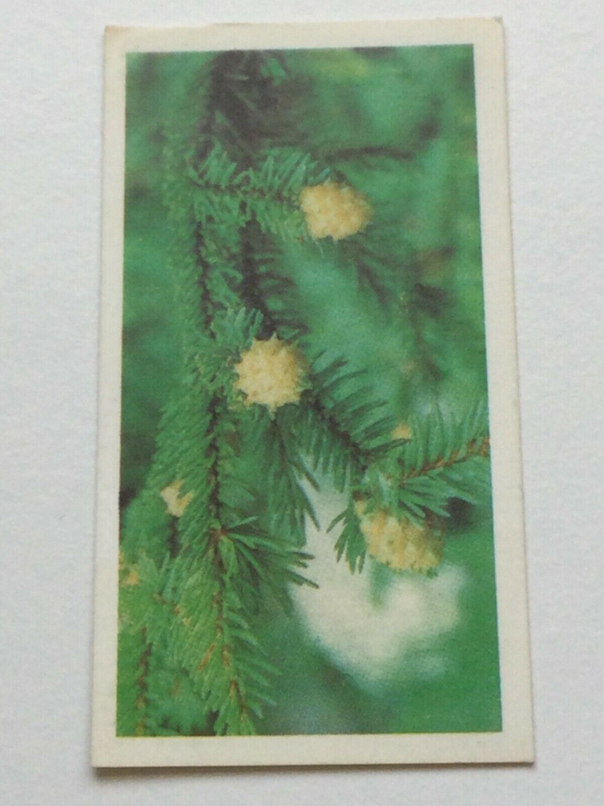 WOODLAND WILDLIFE Brooke Bond Tea Cards - Sold individually take your pick