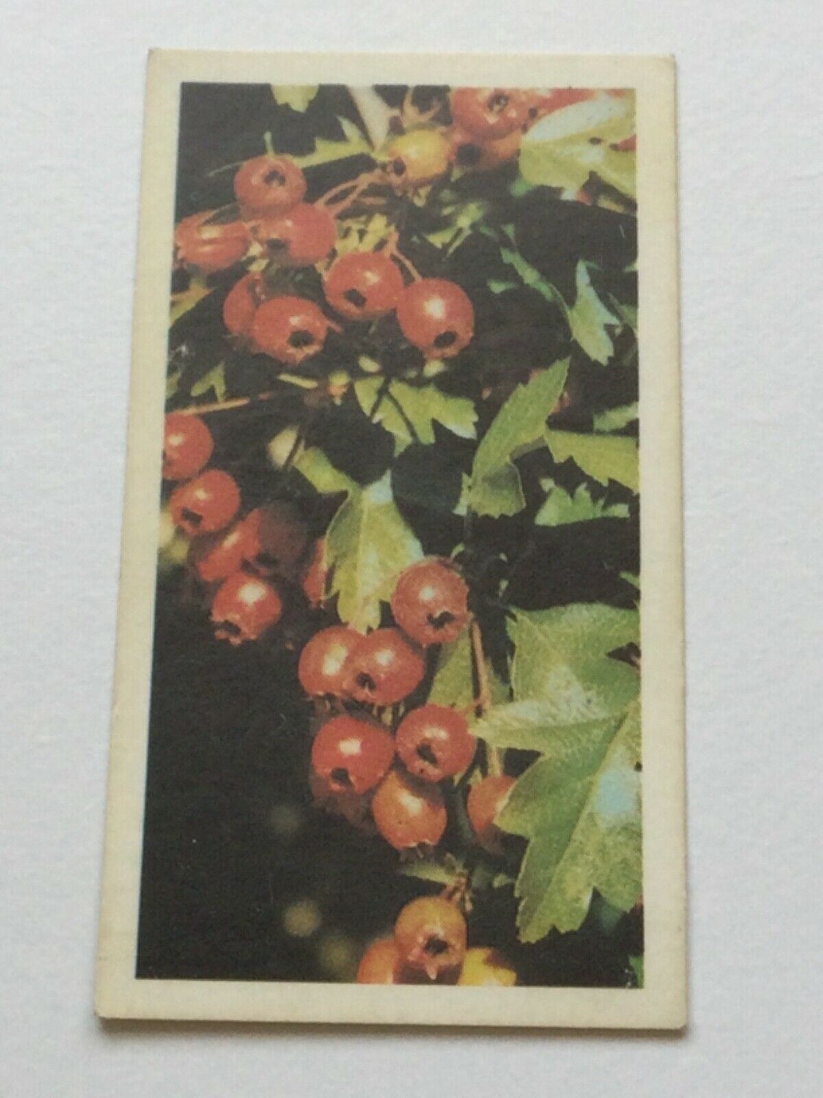 WOODLAND WILDLIFE Brooke Bond Tea Cards - Sold individually take your pick