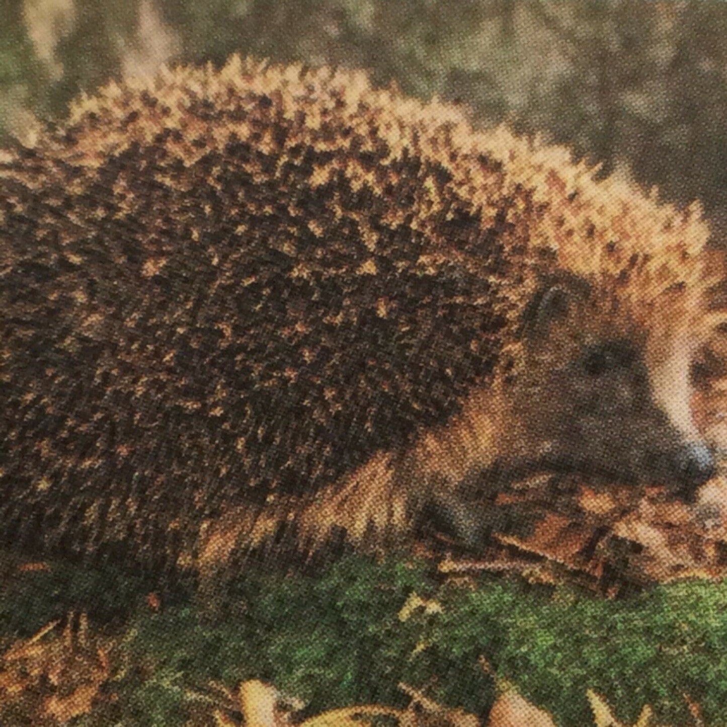 WOODLAND WILDLIFE Brooke Bond Tea Cards - Sold individually take your pick
