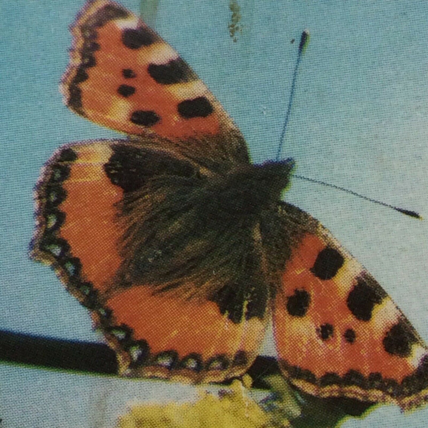 WOODLAND WILDLIFE Brooke Bond Tea Cards - Sold individually take your pick