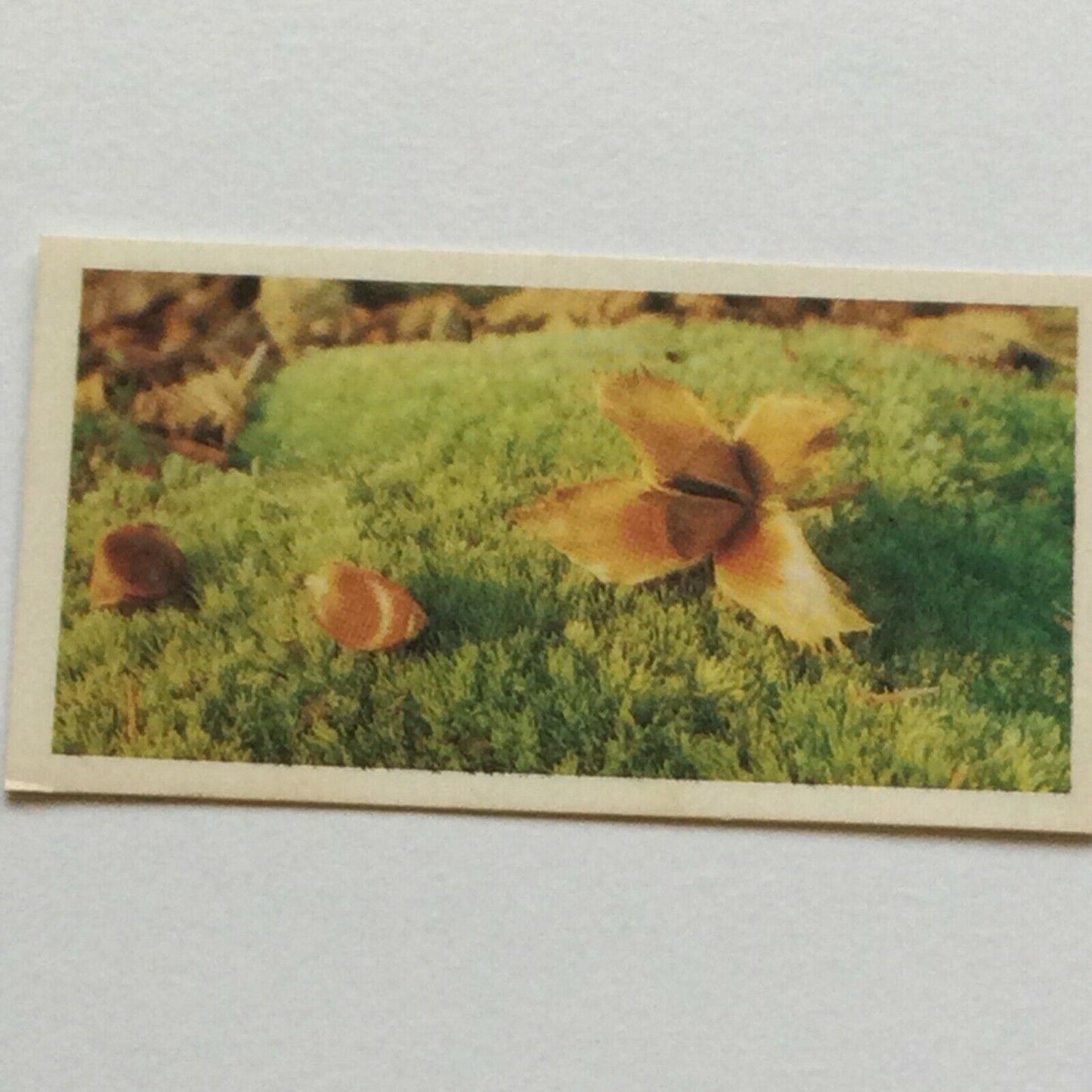 WOODLAND WILDLIFE Brooke Bond Tea Cards - Sold individually take your pick