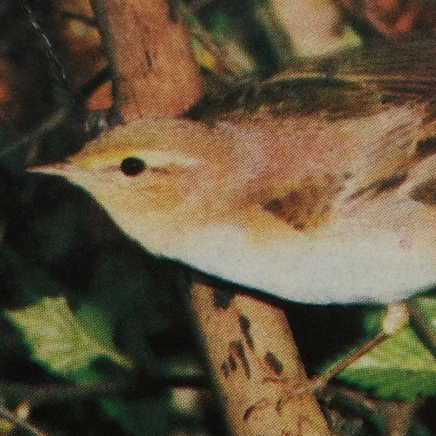 WOODLAND WILDLIFE Brooke Bond Tea Cards - Sold individually take your pick