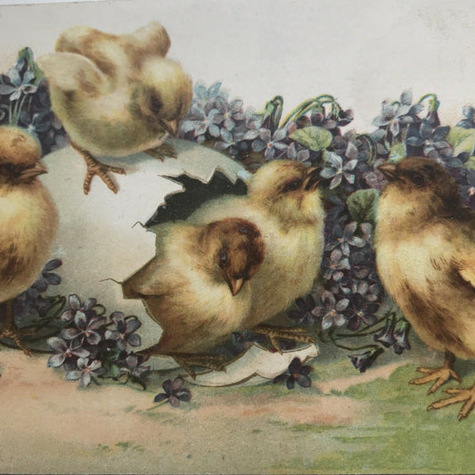 Antique 1902-10 Greetings EASTER POSTCARD Chicks Hatching From Egg Forget-me-not