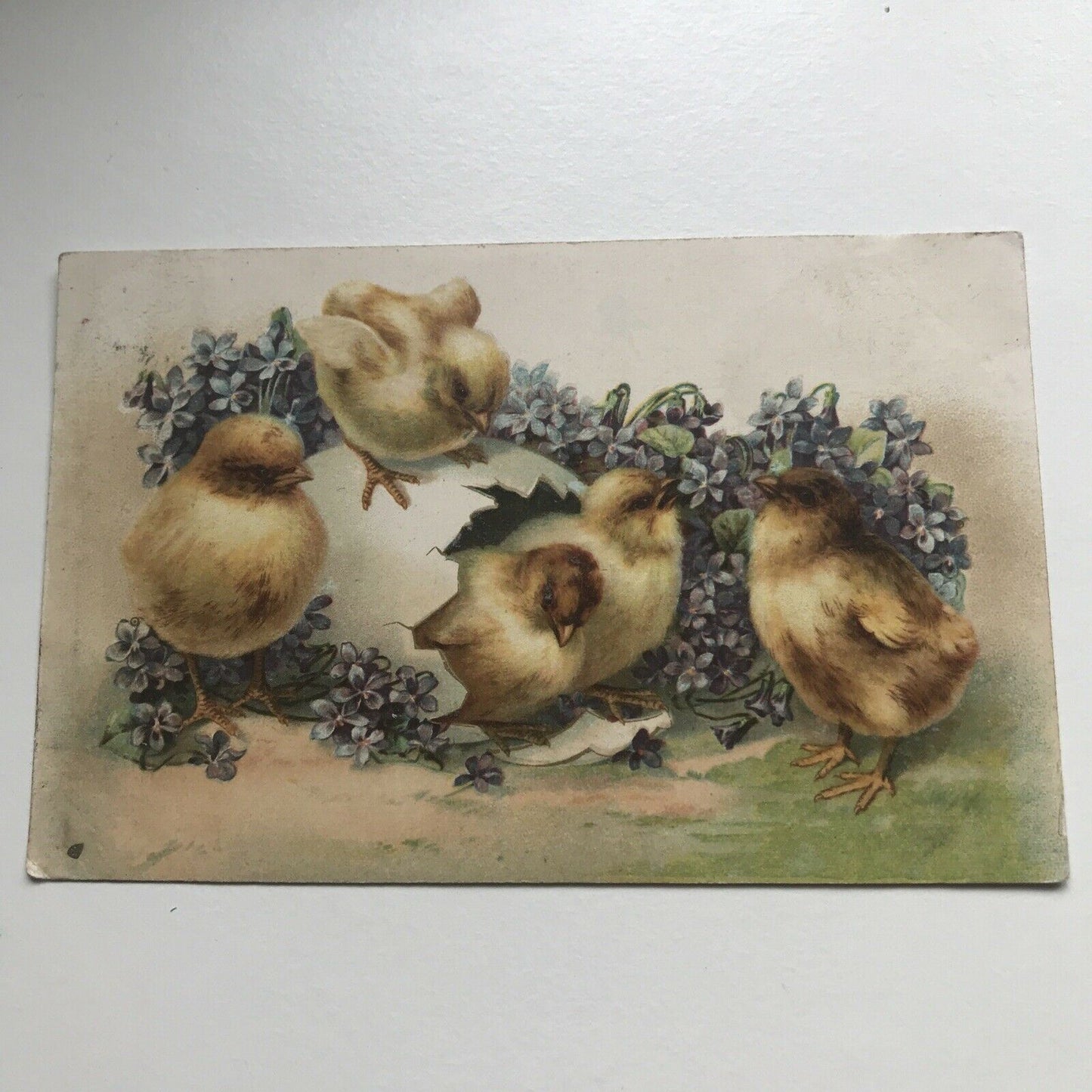 Antique 1902-10 Greetings EASTER POSTCARD Chicks Hatching From Egg Forget-me-not
