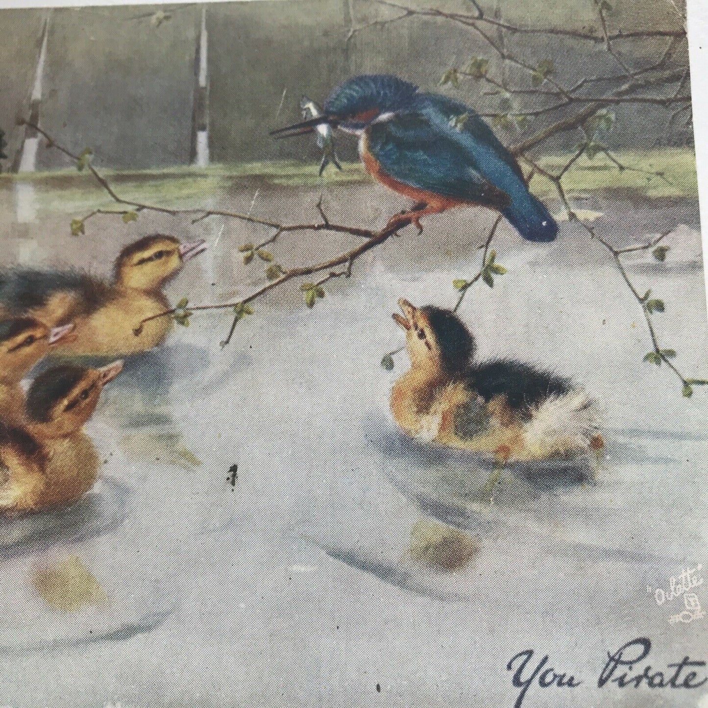 Antique Greetings Postcard Ducklings Kingfisher With Fish ‘You Pirate’ 1906 Pretty Duckling Picture