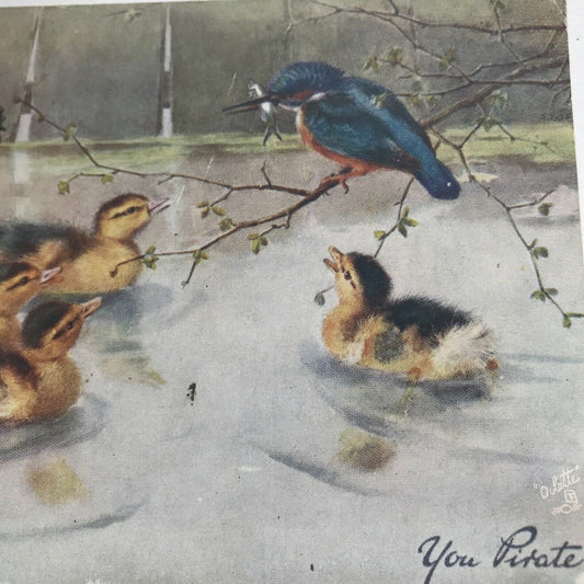 Antique Greetings Postcard Ducklings Kingfisher With Fish ‘You Pirate’ 1906 Pretty Duckling Picture