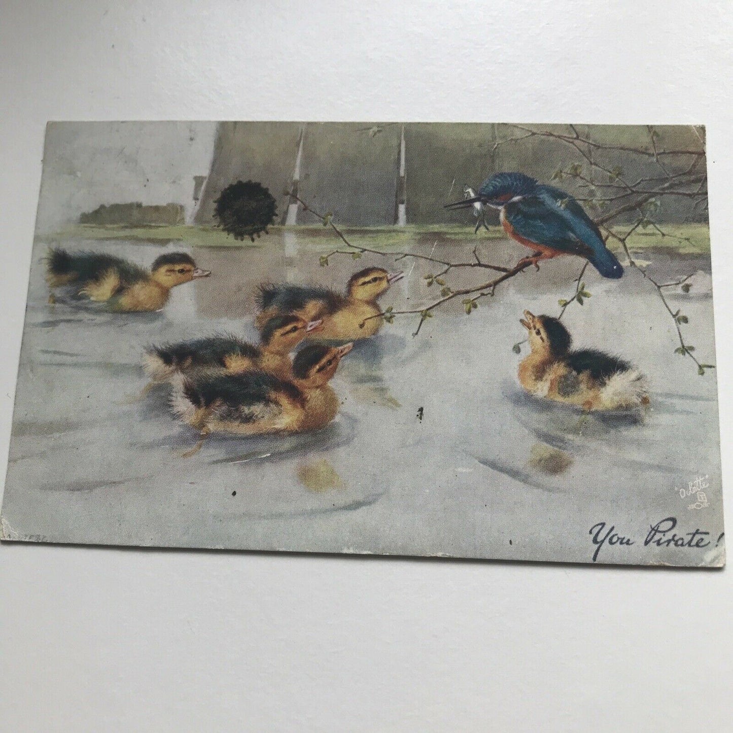 Antique Greetings Postcard Ducklings Kingfisher With Fish ‘You Pirate’ 1906 Pretty Duckling Picture