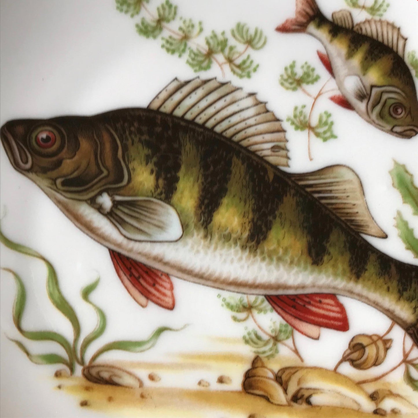 Vintage Vohenstrauss German Porcelain Fish Collect Plate Johann Seltmann Bavaria