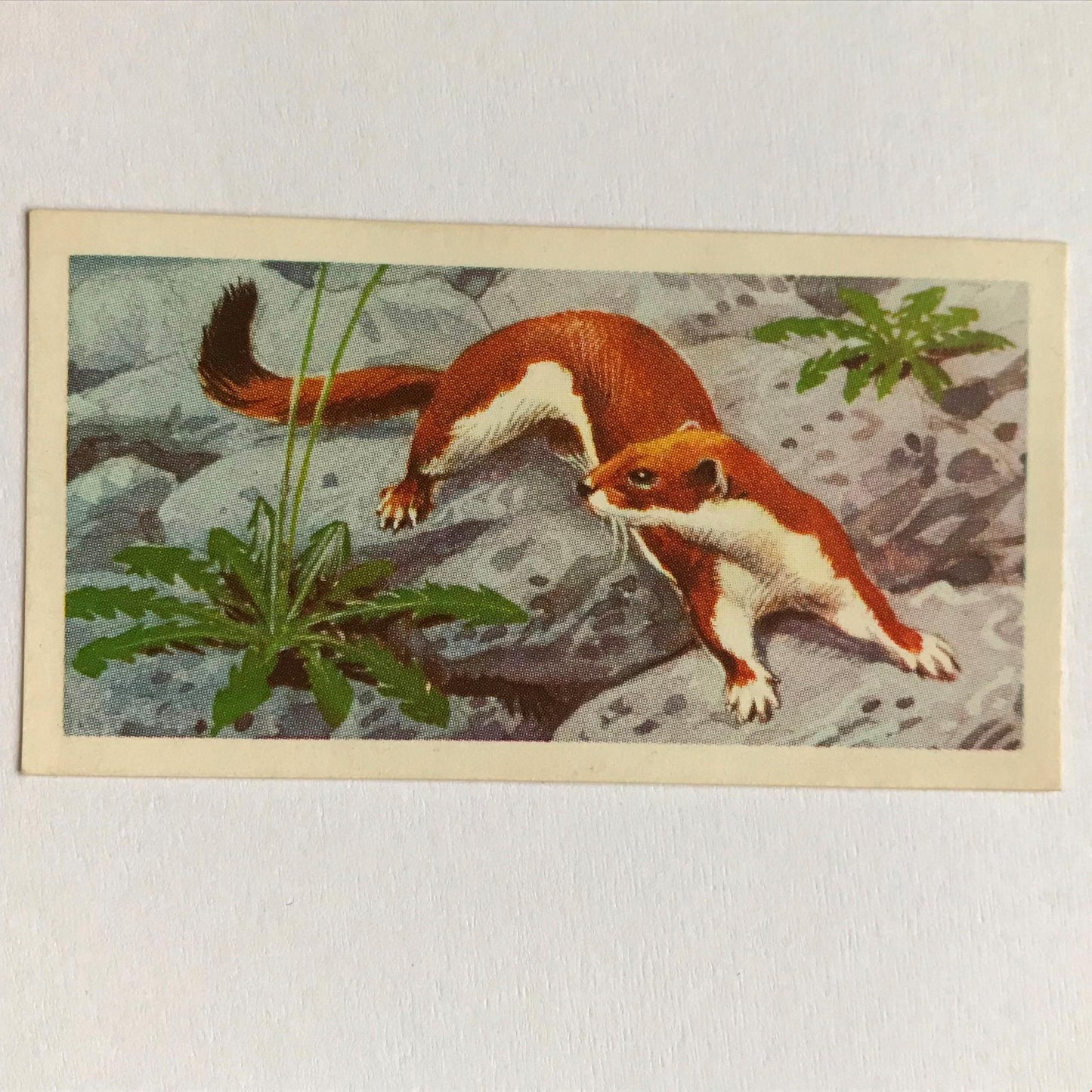 BRITISH WILD LIFE - Brooke Bond Tea Cards - Take your pick - wildlife pictures