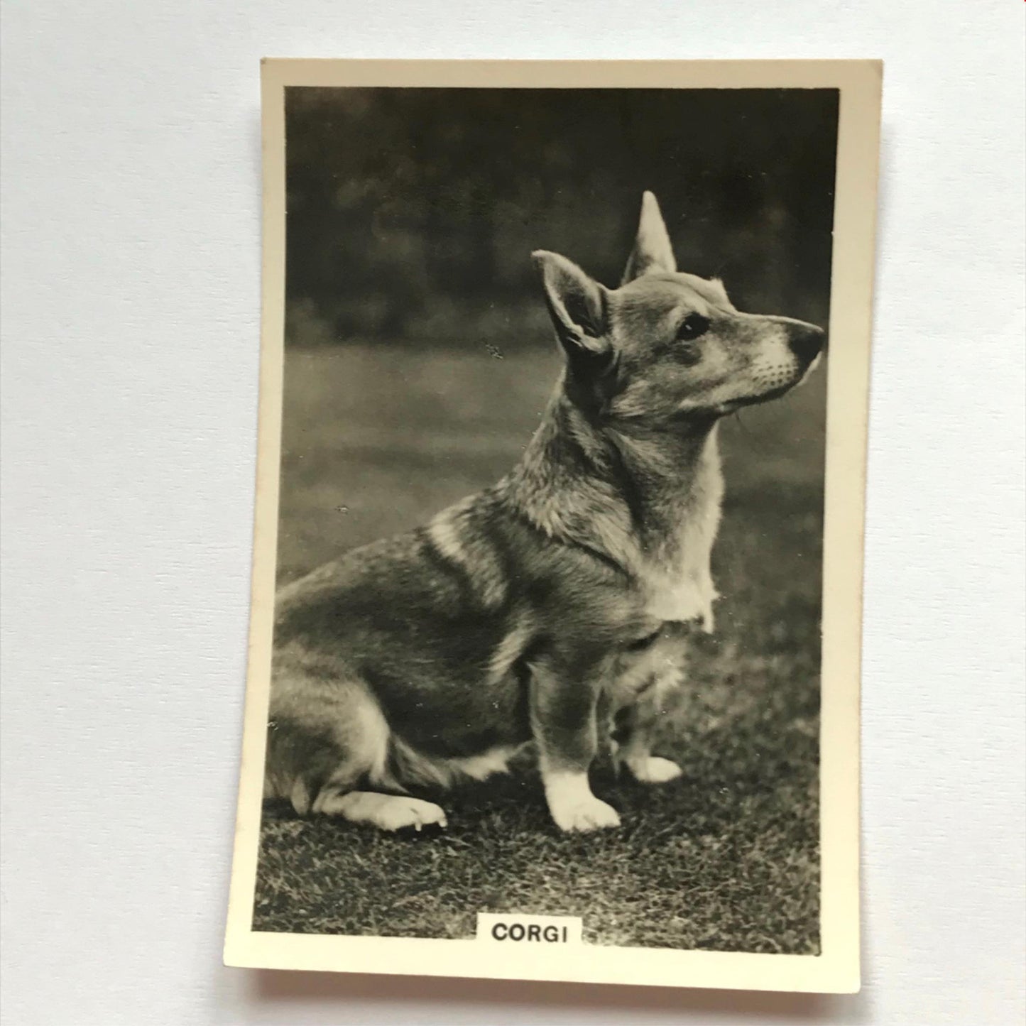 DOGS - SENIOR SERVICE CIGARETTE CARDS 1930S PHOTOS - take your pick