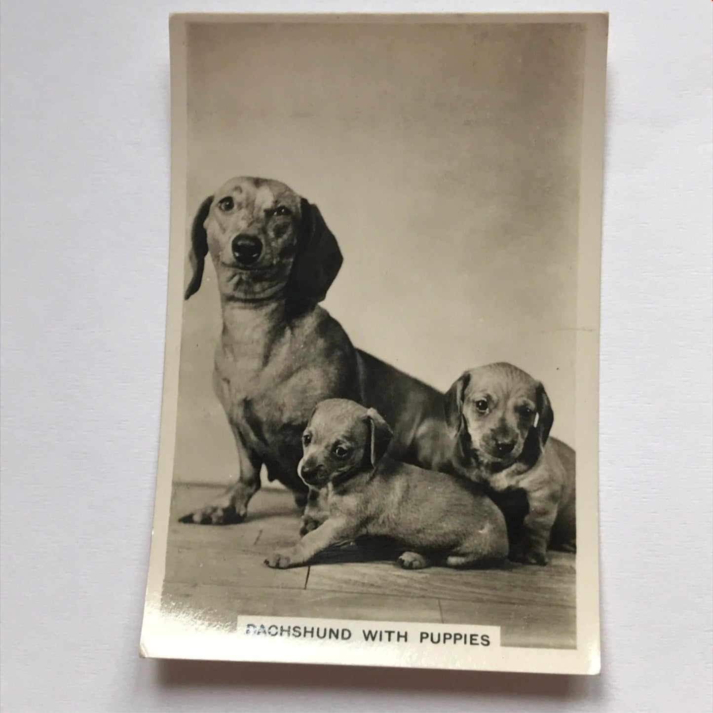 DOGS - SENIOR SERVICE CIGARETTE CARDS 1930S PHOTOS - take your pick