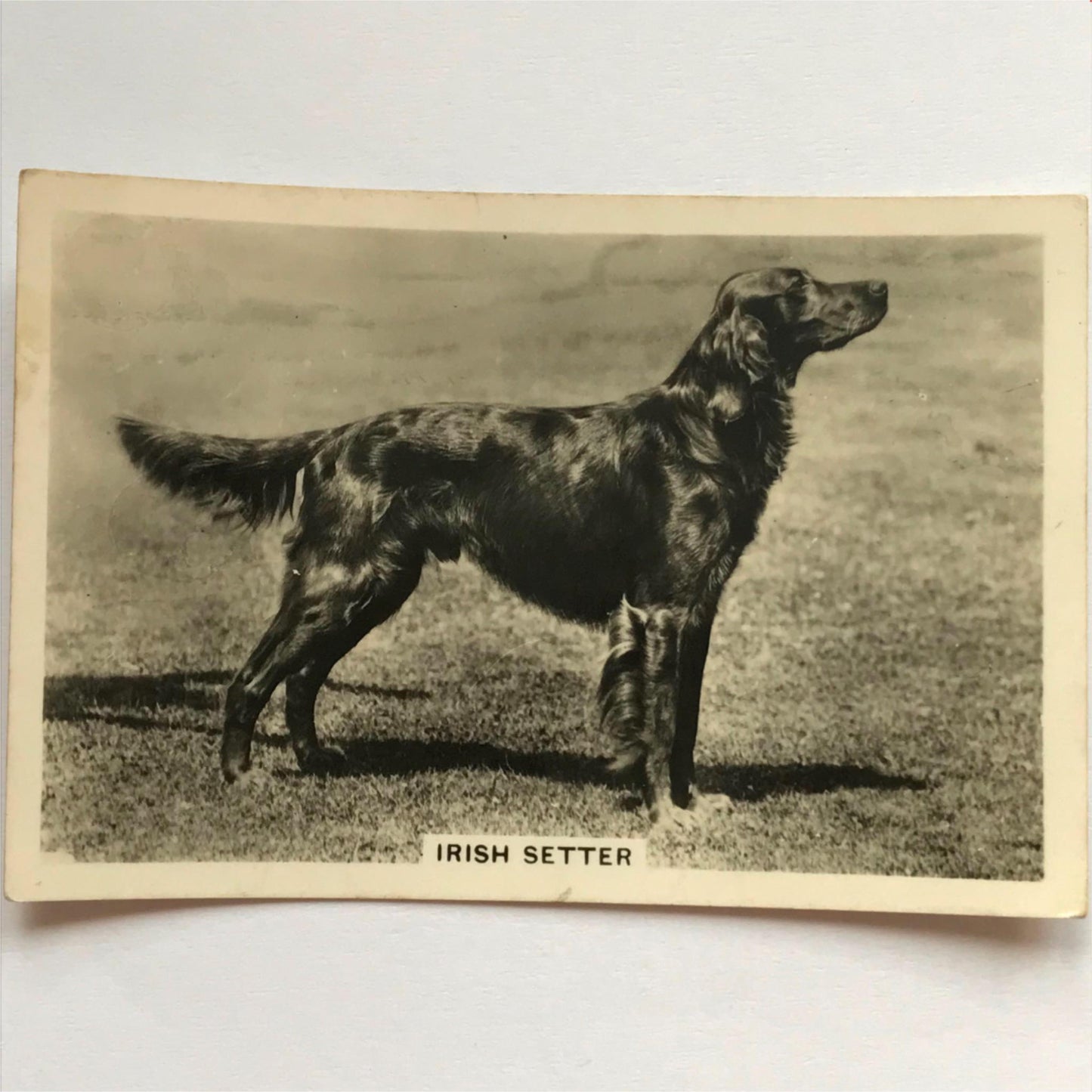DOGS - SENIOR SERVICE CIGARETTE CARDS 1930S PHOTOS - take your pick