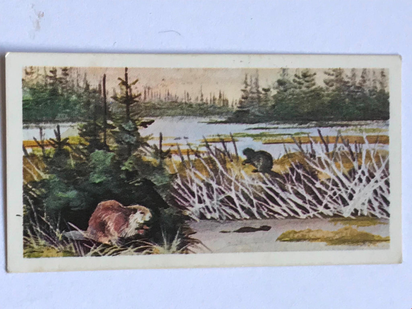 WONDERS OF WILDLIFE Brooke Bond Tea Cards - Sold individually - take your pick