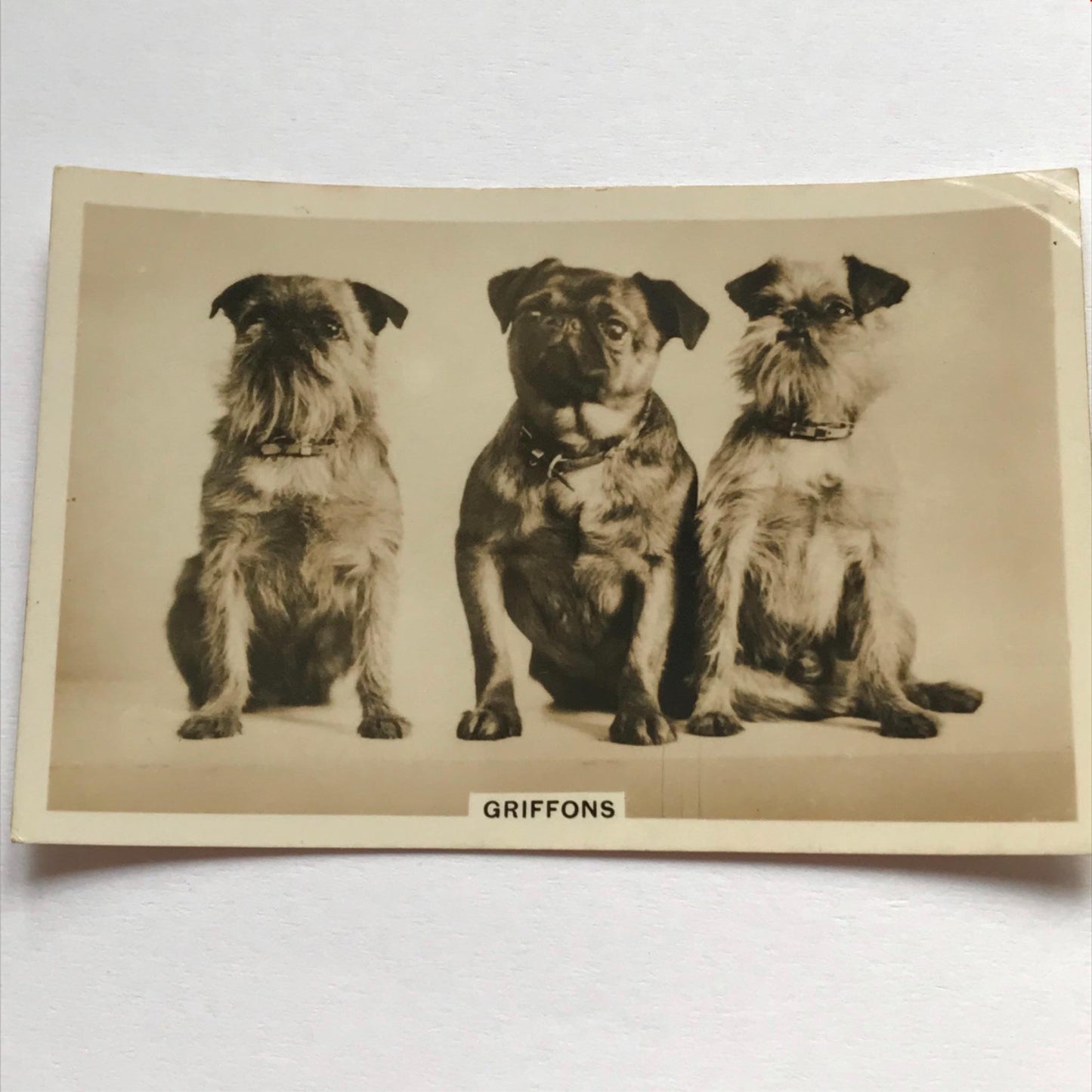 DOGS - SENIOR SERVICE CIGARETTE CARDS 1930S PHOTOS - take your pick