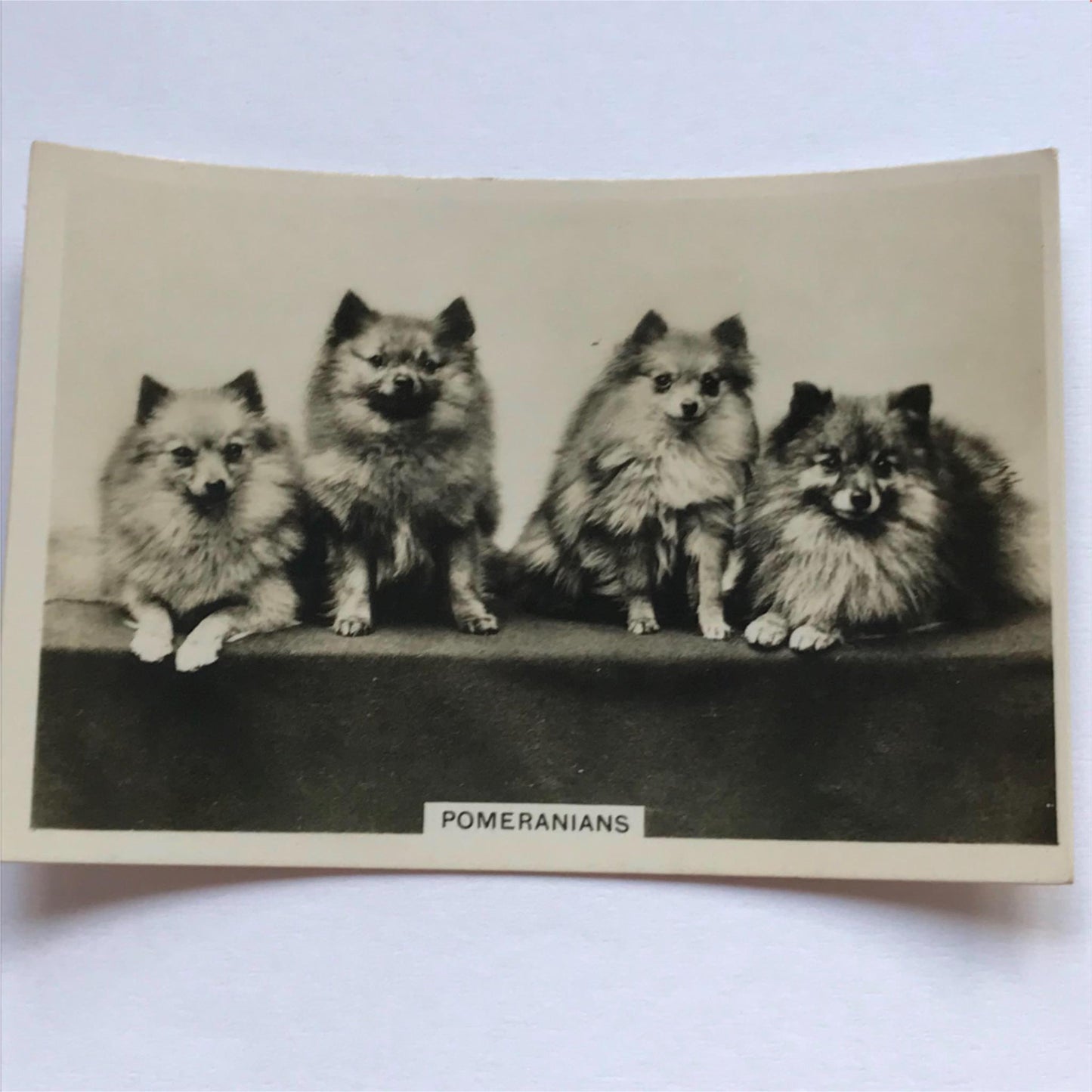 DOGS - SENIOR SERVICE CIGARETTE CARDS 1930S PHOTOS - take your pick