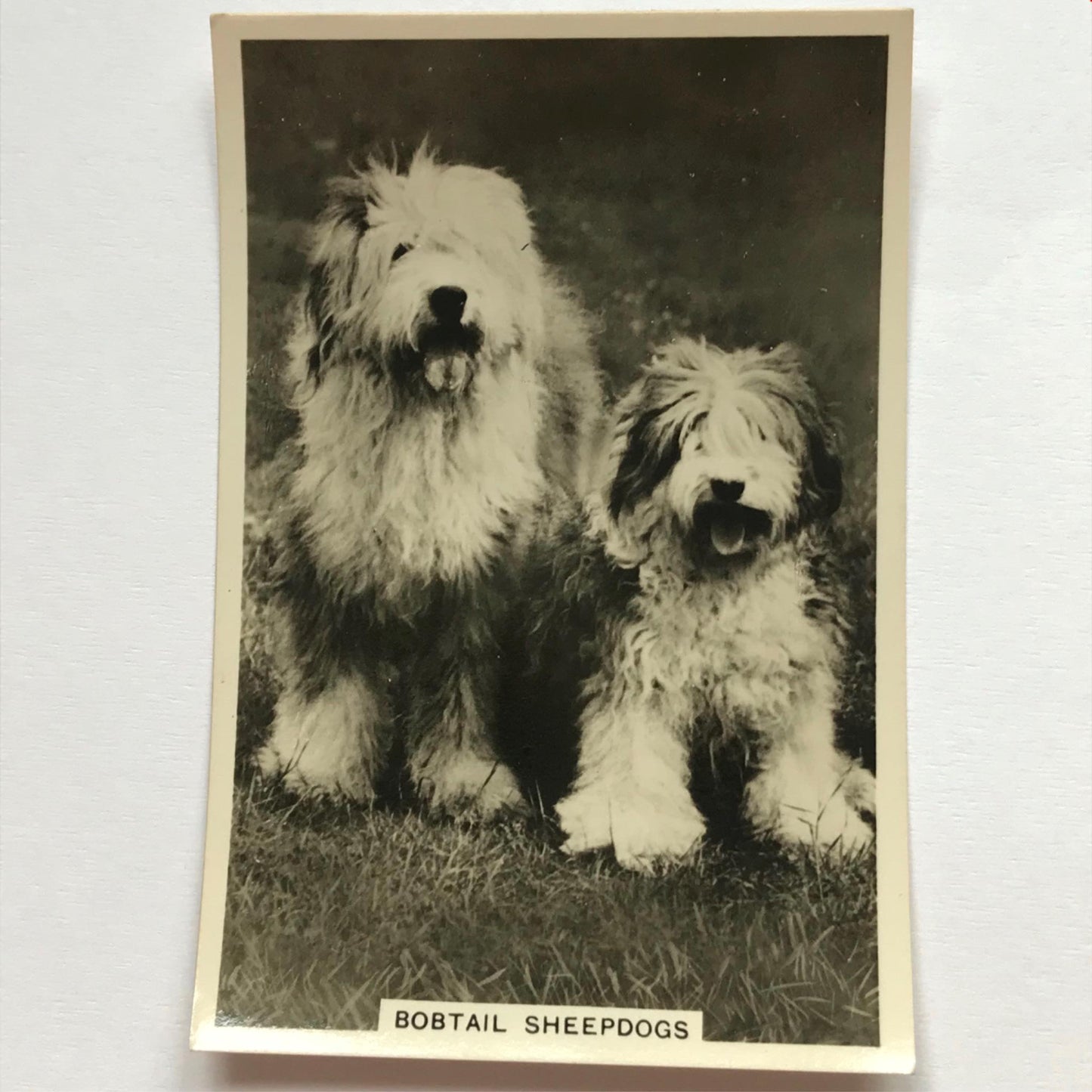 DOGS - SENIOR SERVICE CIGARETTE CARDS 1930S PHOTOS - take your pick