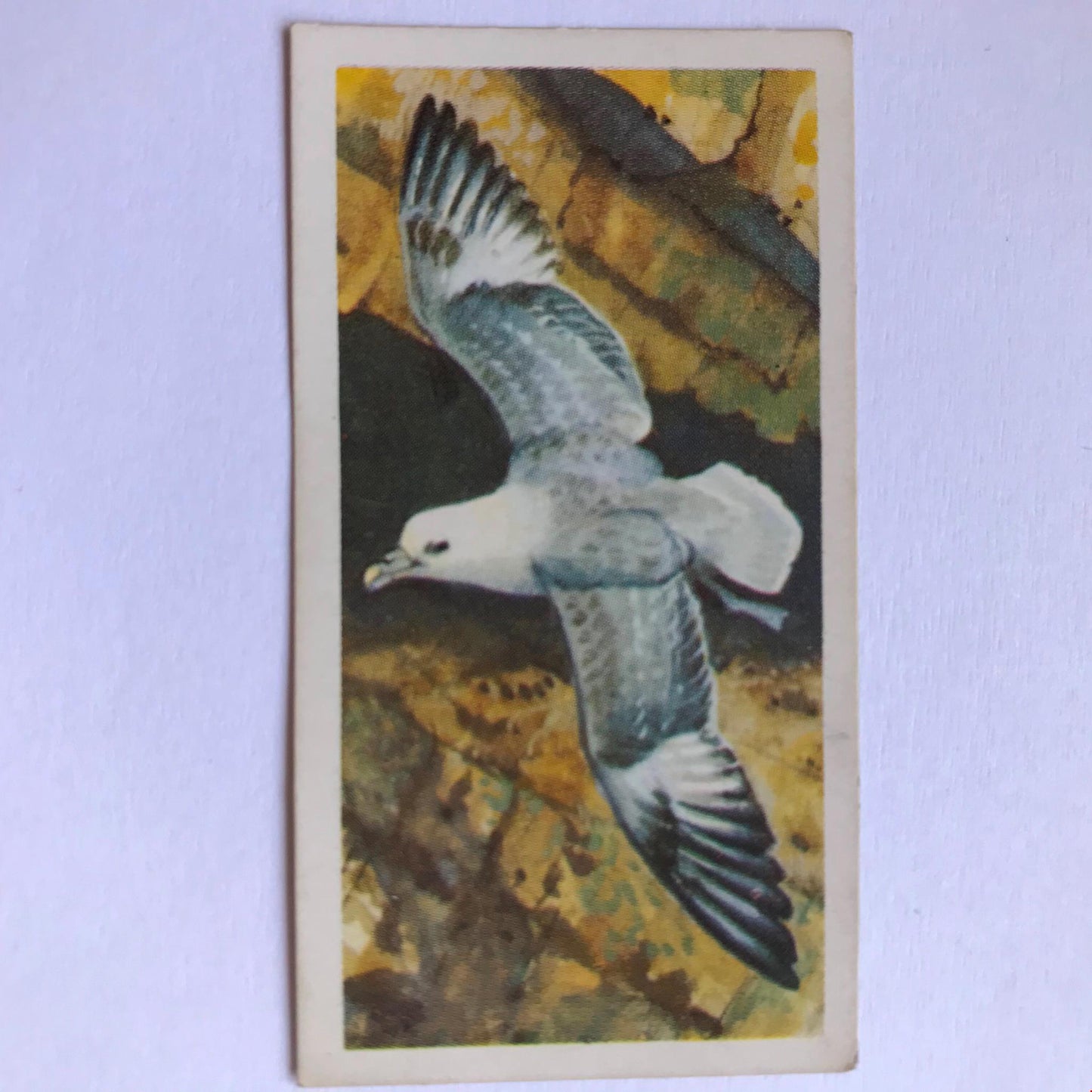BIRD PORTRAITS Brooke Bond Tea Cards Sold Individually - take your pick