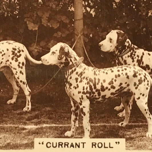 Vintage De Reszke Cigarette Card - Series 3 No. 20 - 'Currant Roll' - Dalmatians photo - 1930s