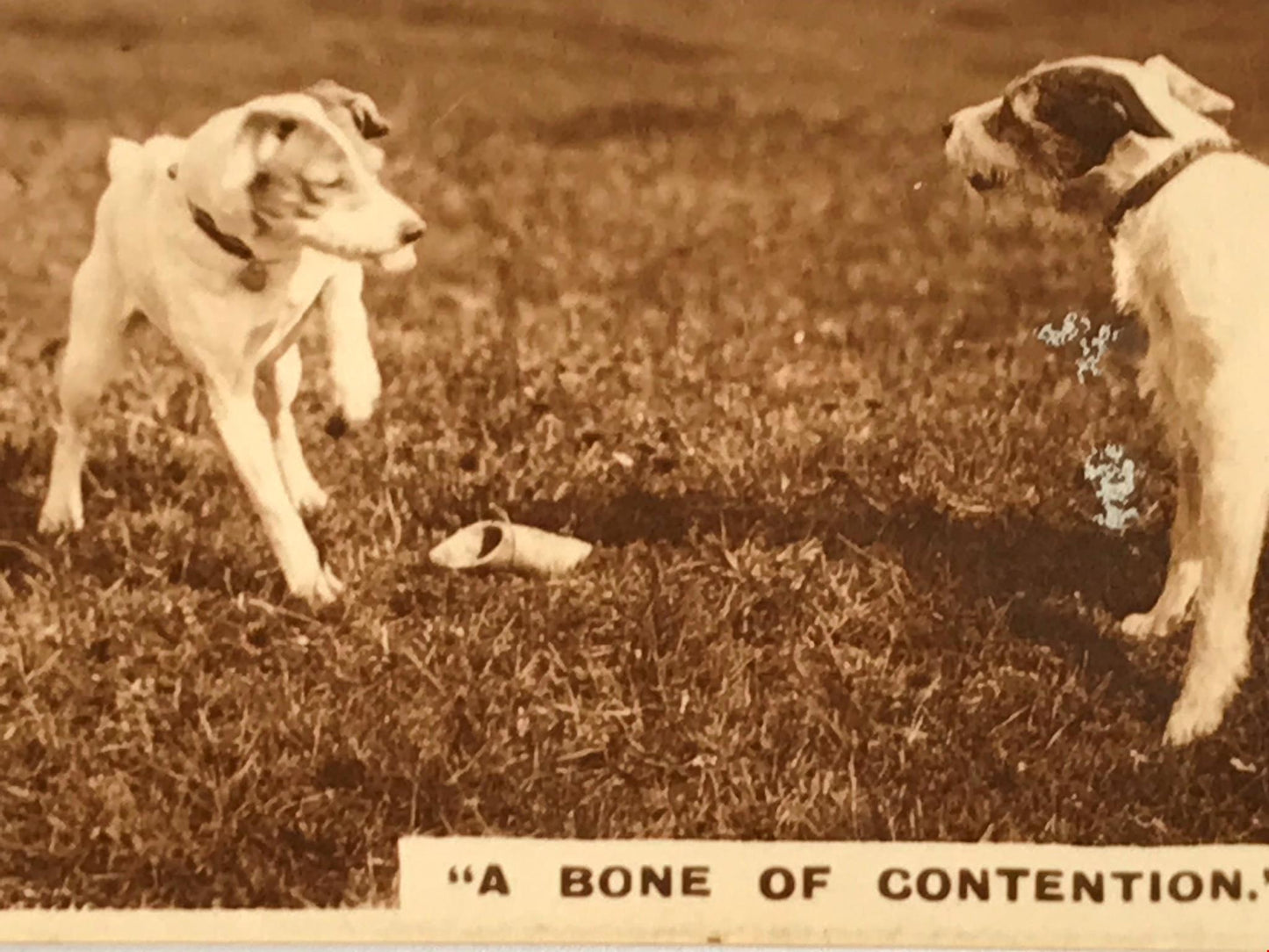 Vintage De Reske Cigarette Card - Series 1 No. 11 - 'A Bone Of Contention' - Photo of dogs with bone