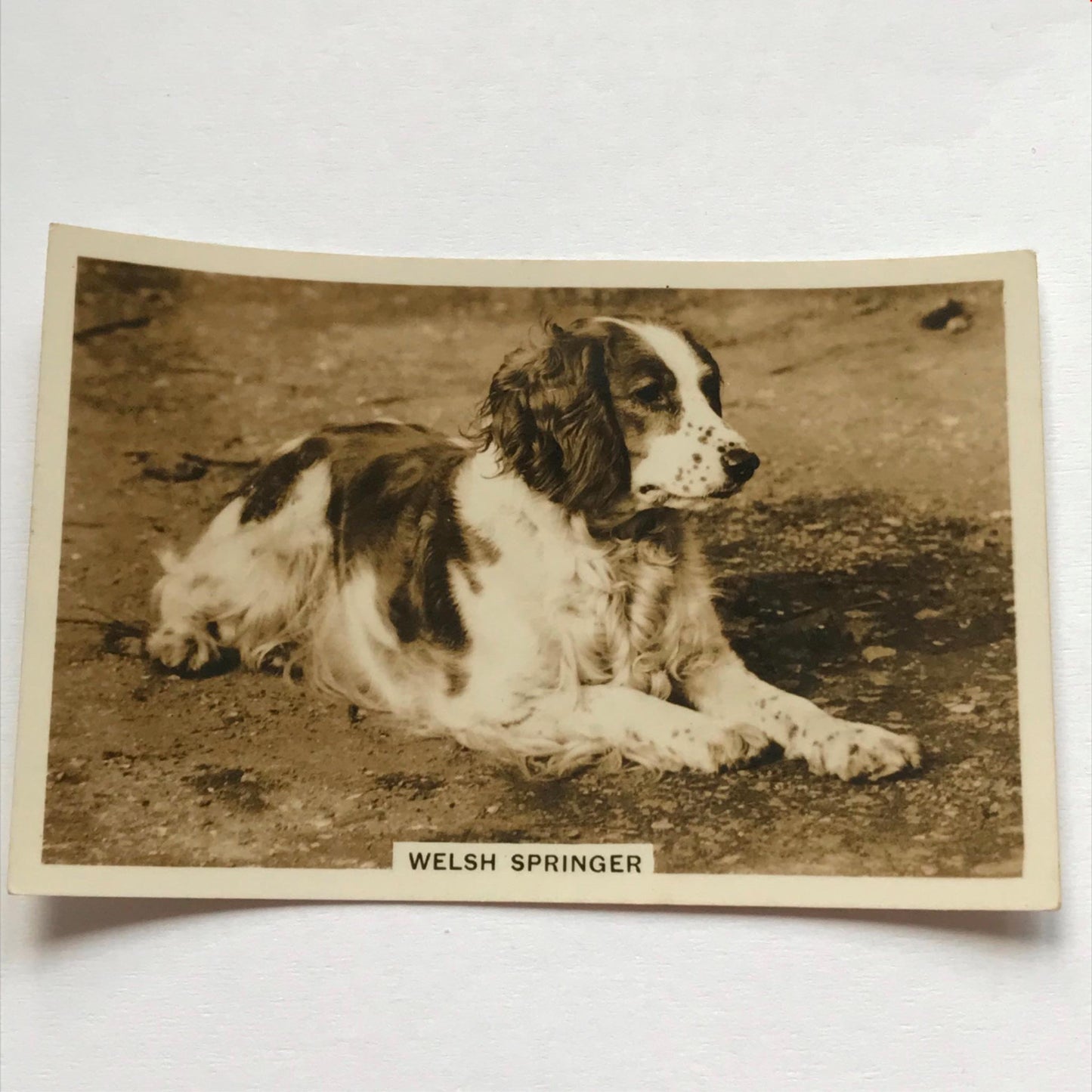 DOGS - SENIOR SERVICE CIGARETTE CARDS 1930S PHOTOS - take your pick