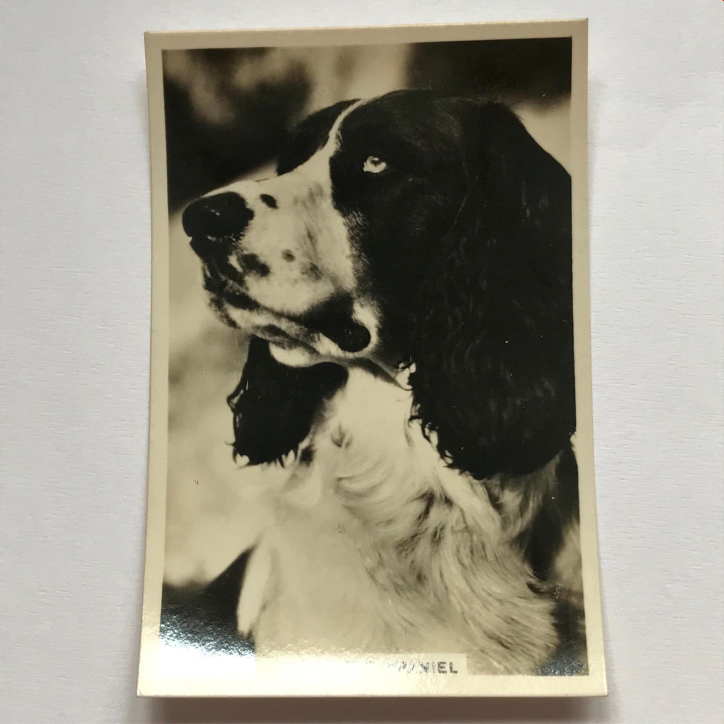 DOGS - SENIOR SERVICE CIGARETTE CARDS 1930S PHOTOS - take your pick